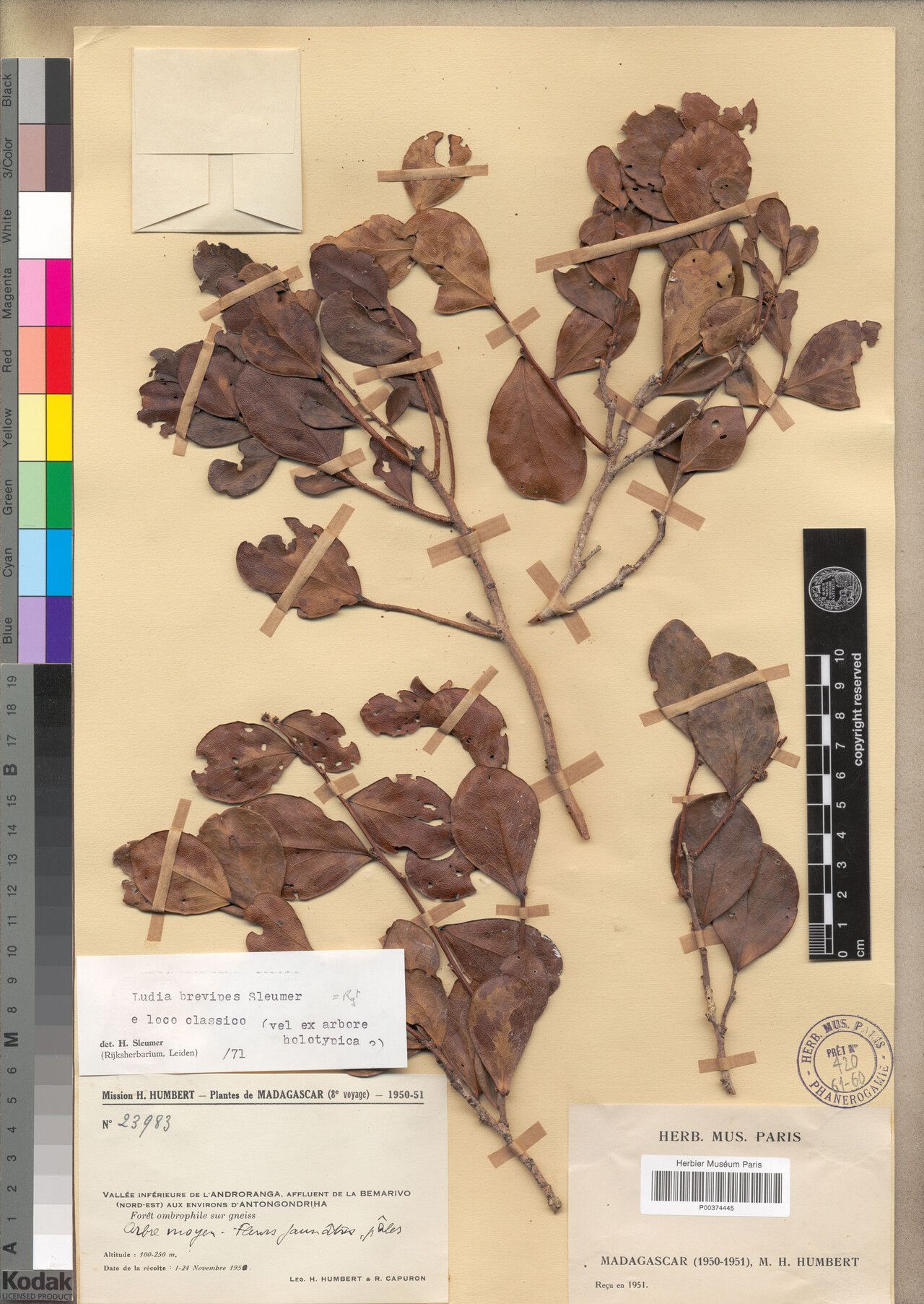 Ludia brevipes — related species from the same genus