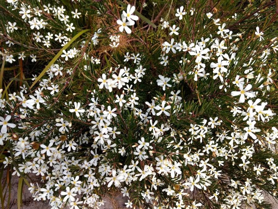Ricinocarpos pinifolius flower