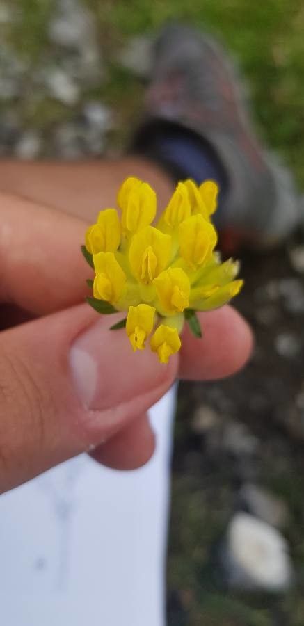 Anthyllis alpestris flower