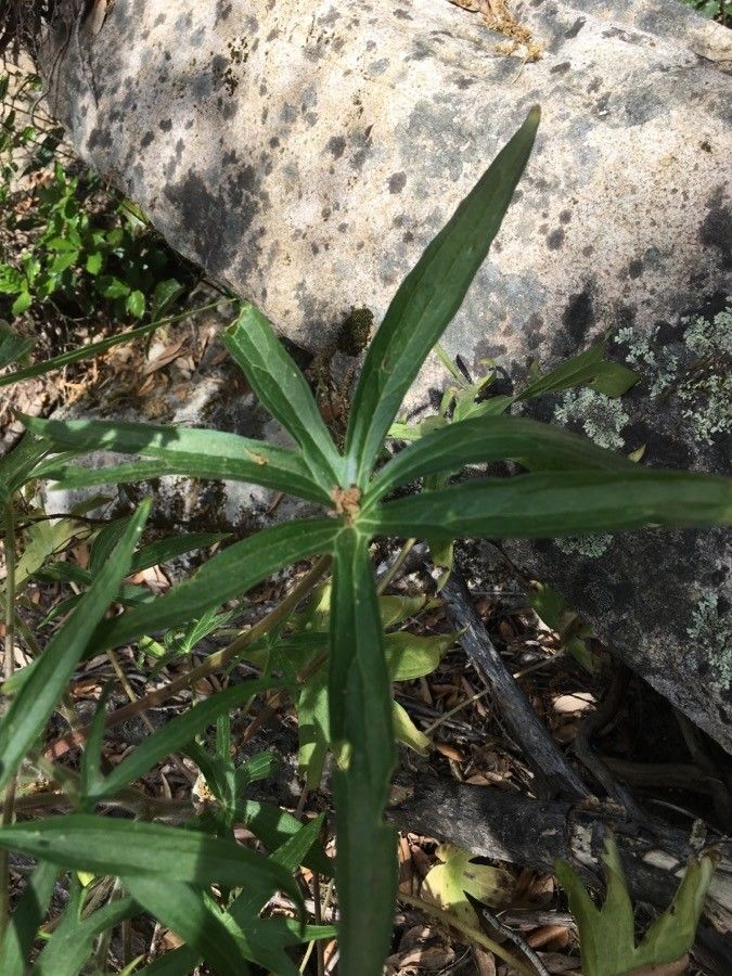 Staphisagria picta leaf