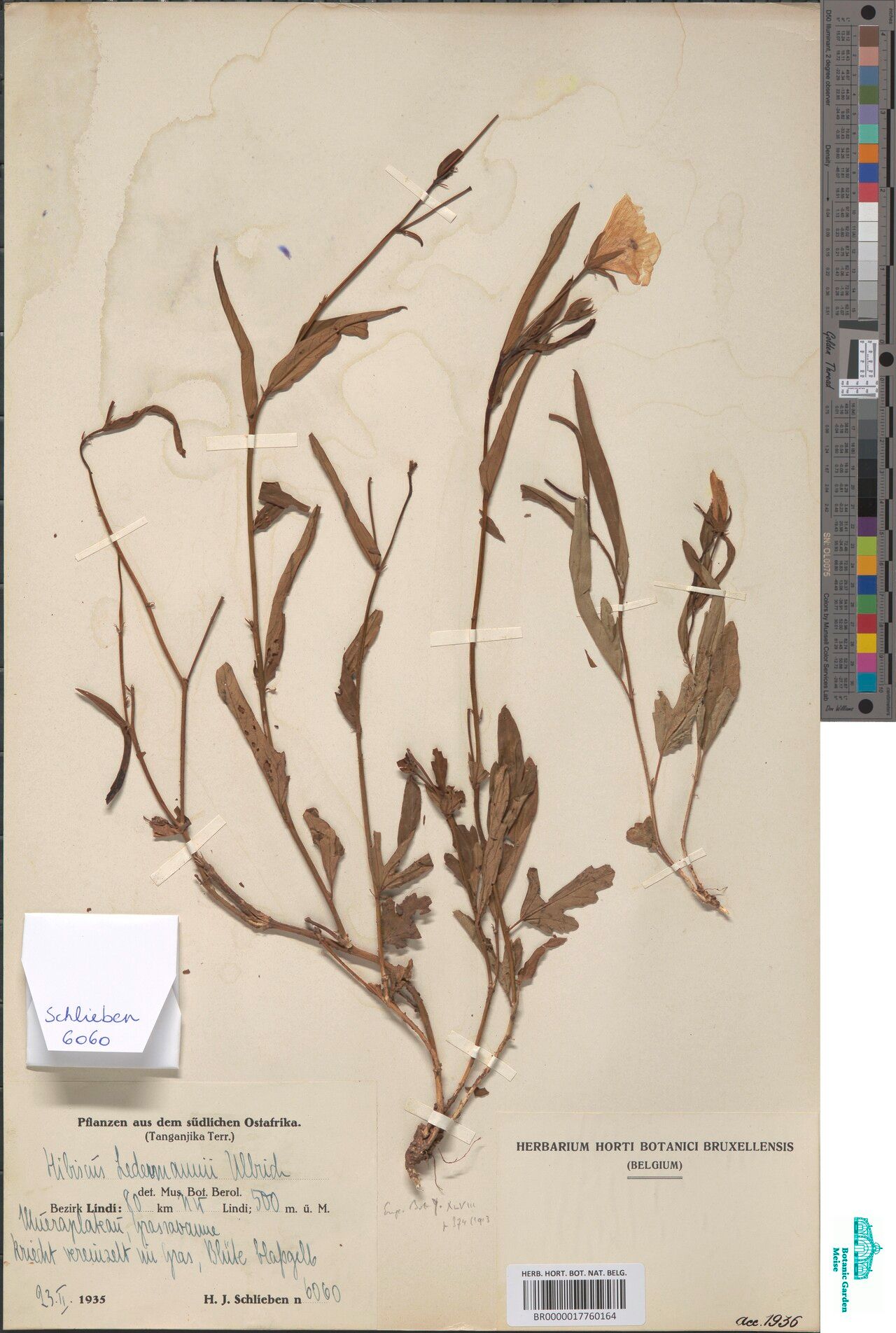 Hibiscus ledermannii — houseplant care guide