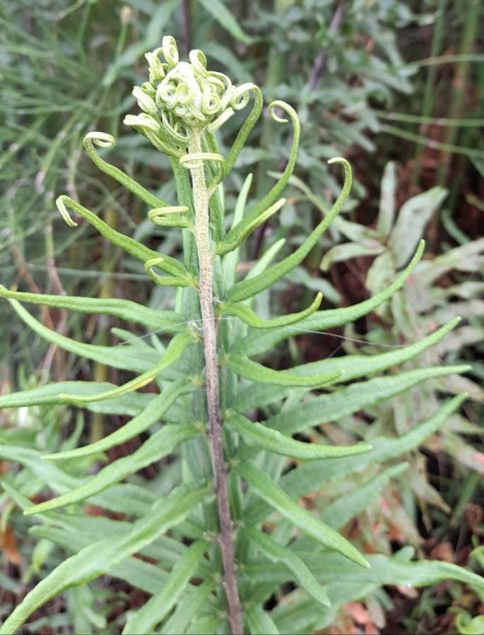Pityrogramma trifoliata leaf