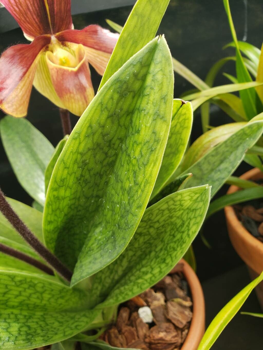 Paphiopedilum superbiens — search result for 'Paphiopedilum'