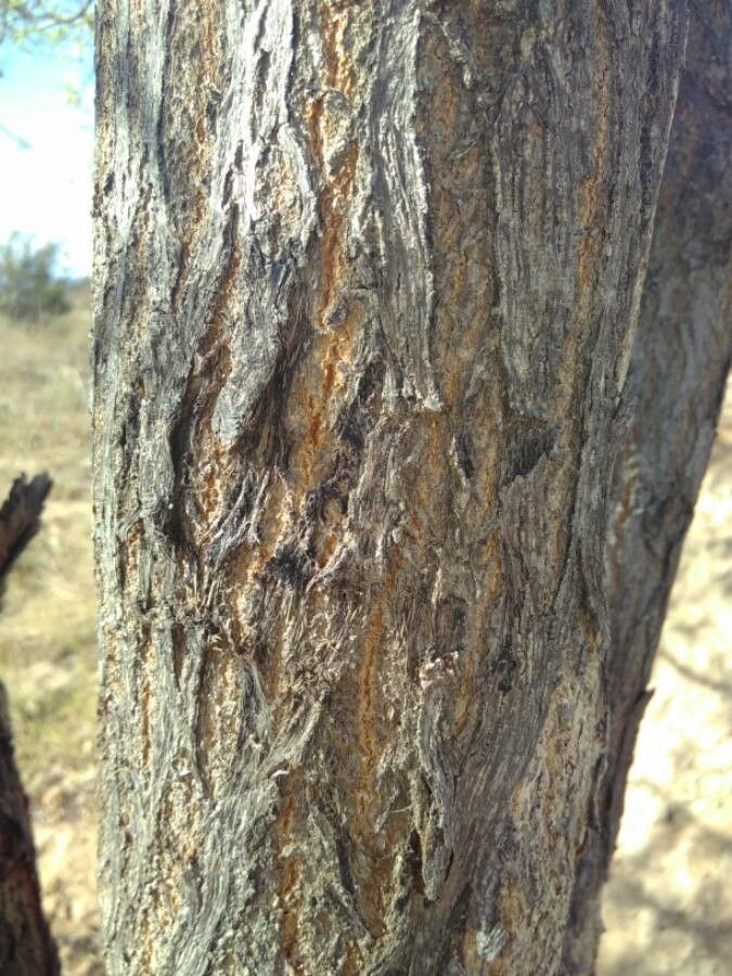 Terminalia sericea bark