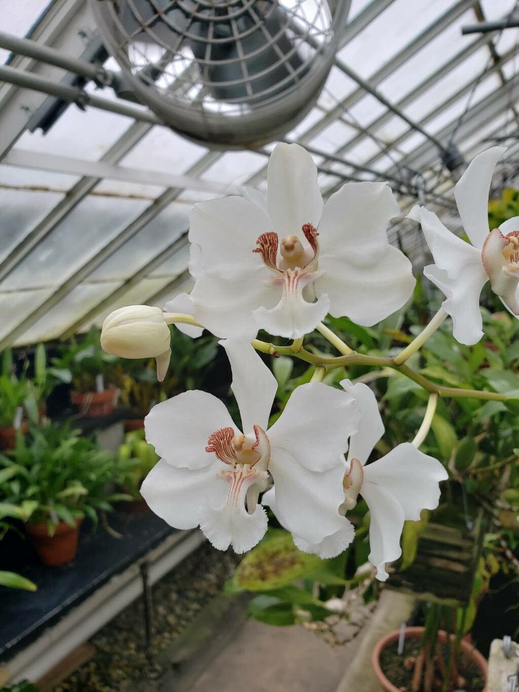 Vanda barnesii flower