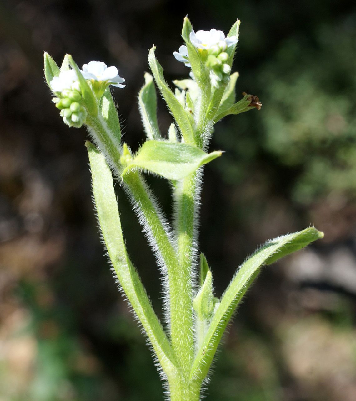 Myosotis welwitschii leaf