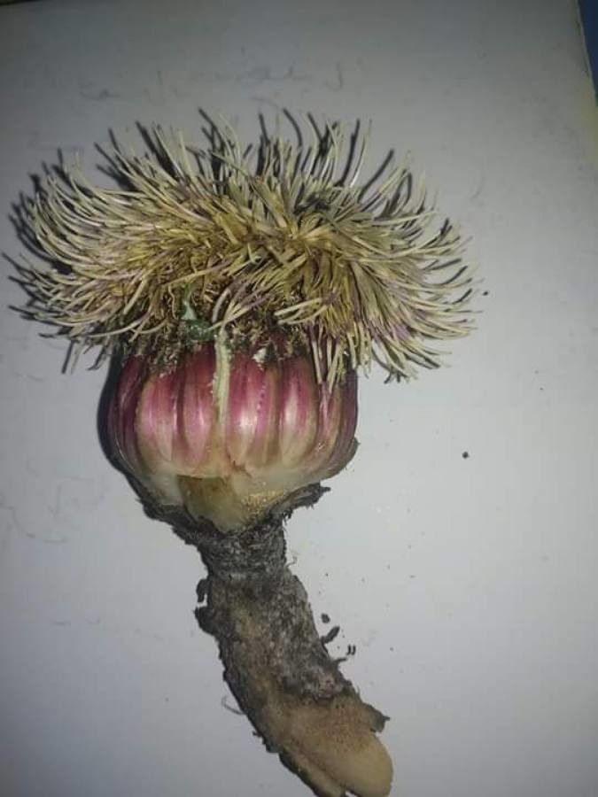 Rhaponticum acaule flower