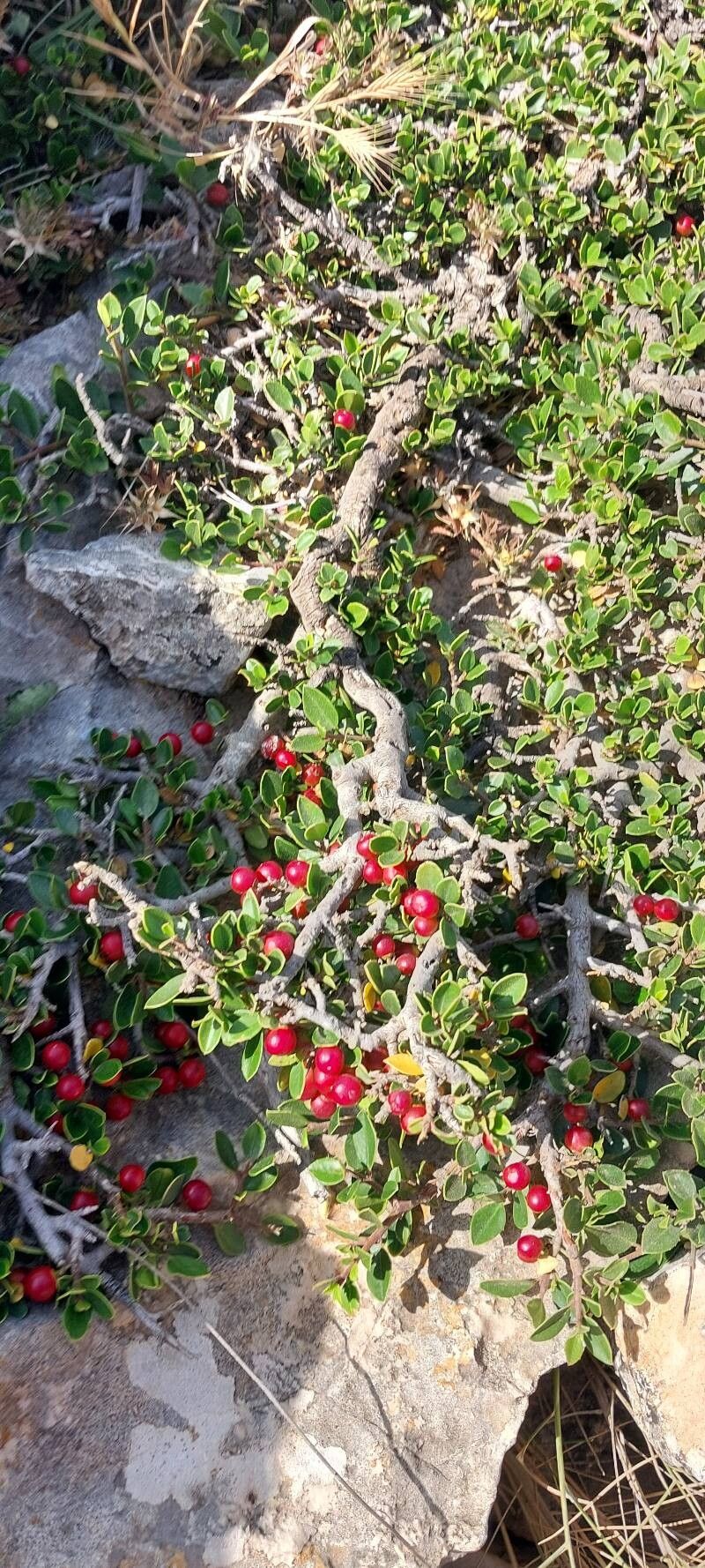 Rhamnus myrtifolia fruit