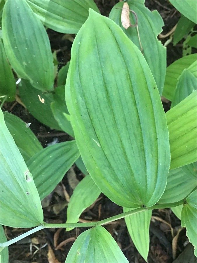 Disporum sessile — related species from the same genus