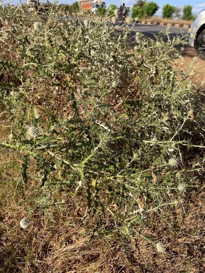 Echinops echinatus flower
