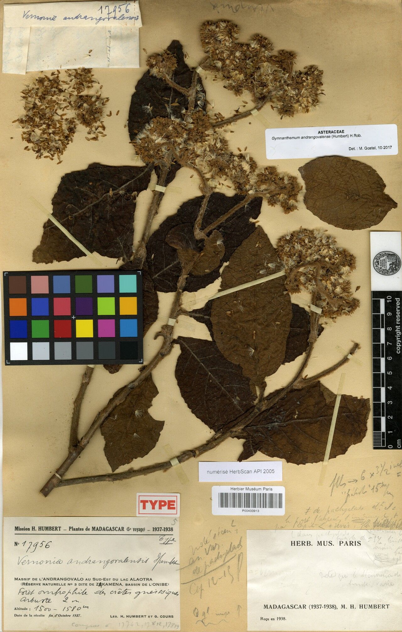 Gymnanthemum andrangovalense — related species from the same genus