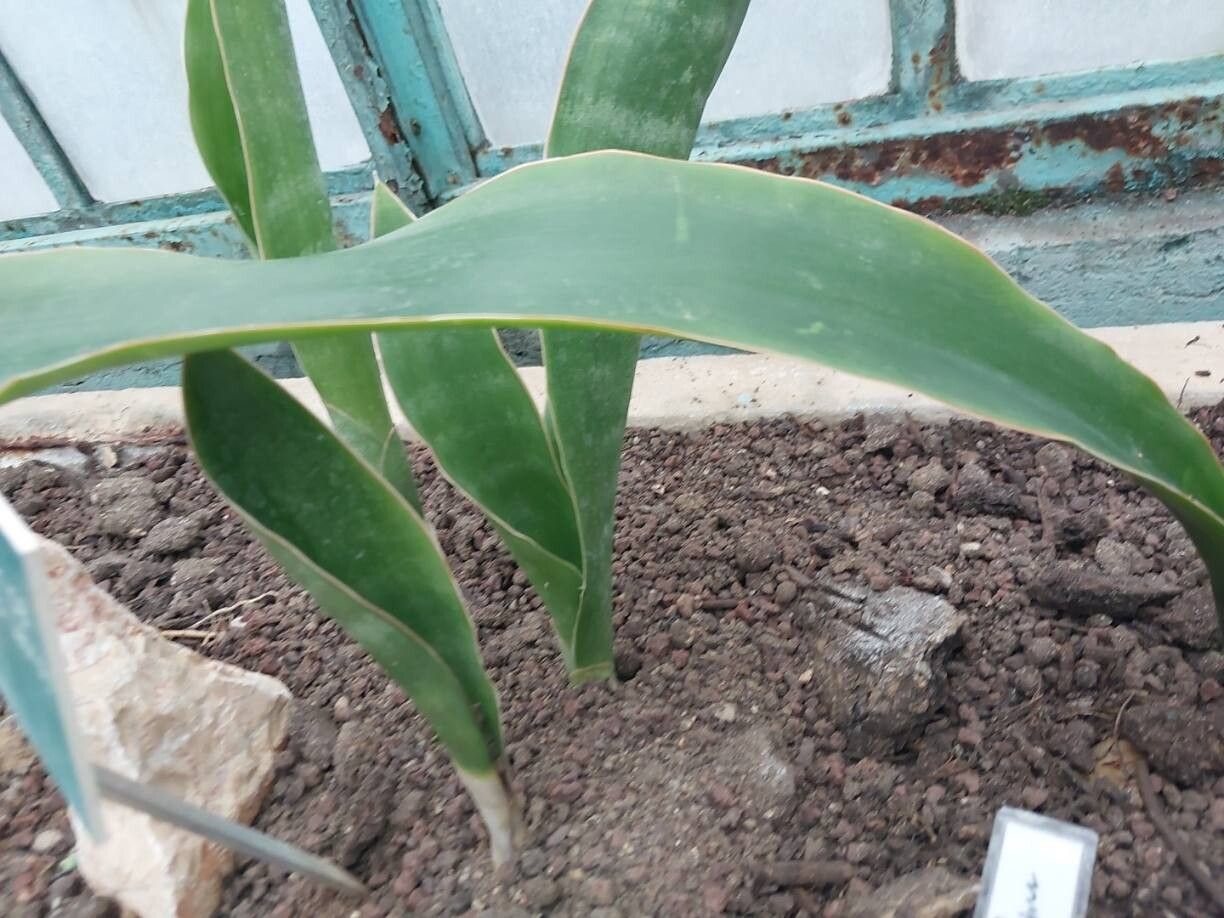 Sansevieria liberica — search result for 'Sansevieria'