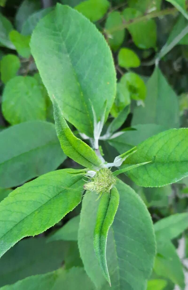 Pycnanthemum incanum — related species from the same genus