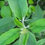 Pycnanthemum incanum