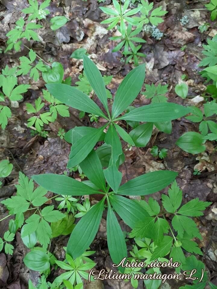 Medeola virginiana leaf
