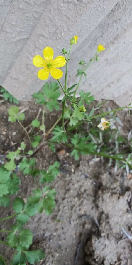 Ranunculus uncinatus flower