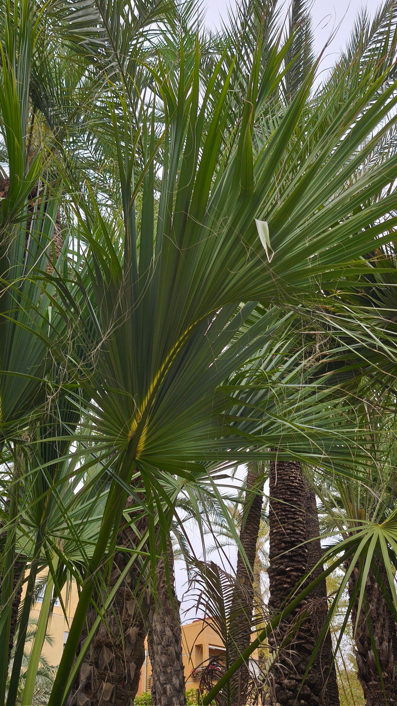Sabal rosei leaf