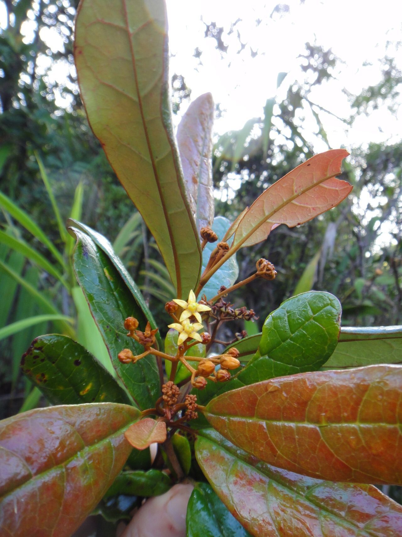 Argophyllum vernicosum habit