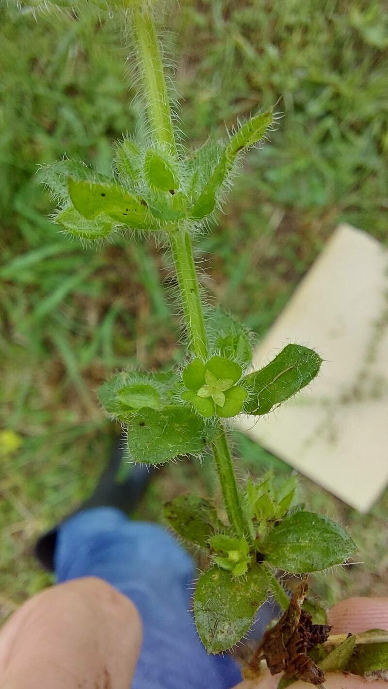 Galium noxium — houseplant care guide