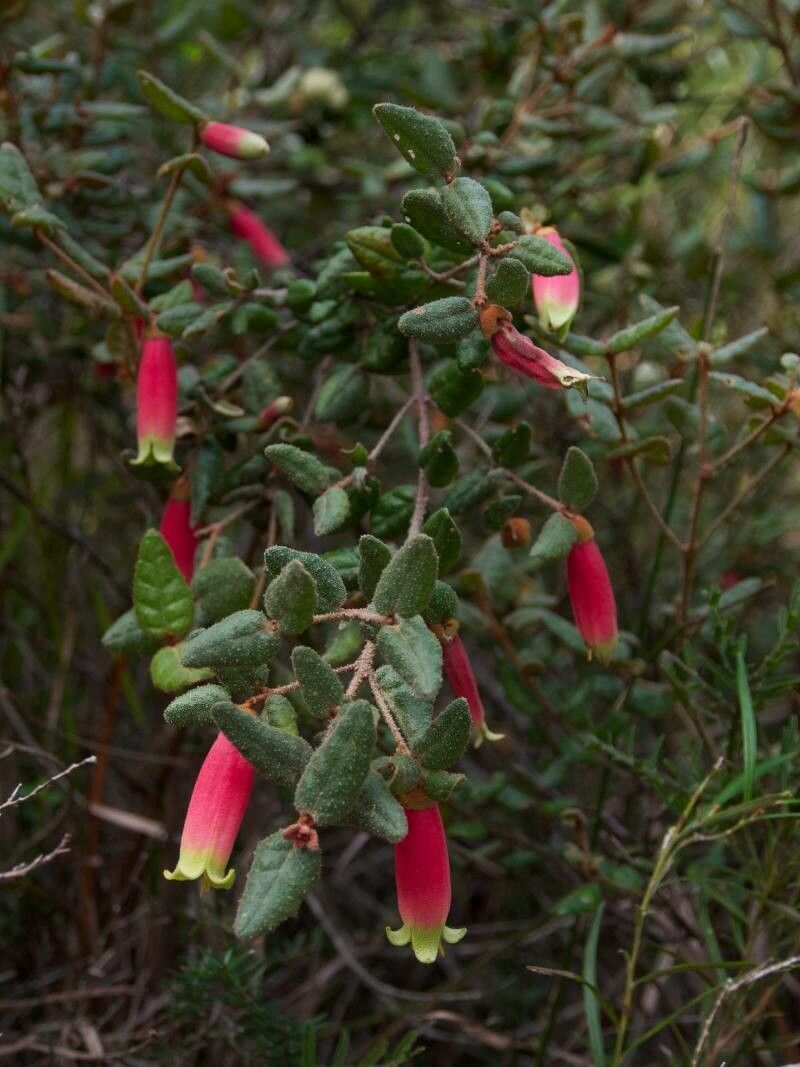Correa reflexa habit