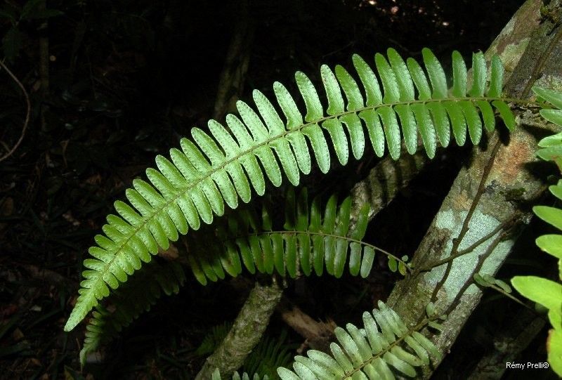Arthropteris neocaledonica leaf