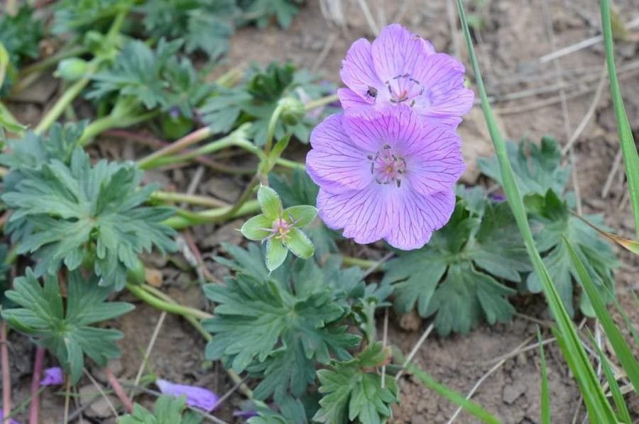 Geranium subargenteum — houseplant care guide