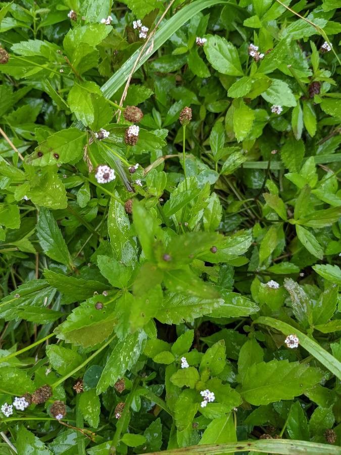 Phyla lanceolata leaf