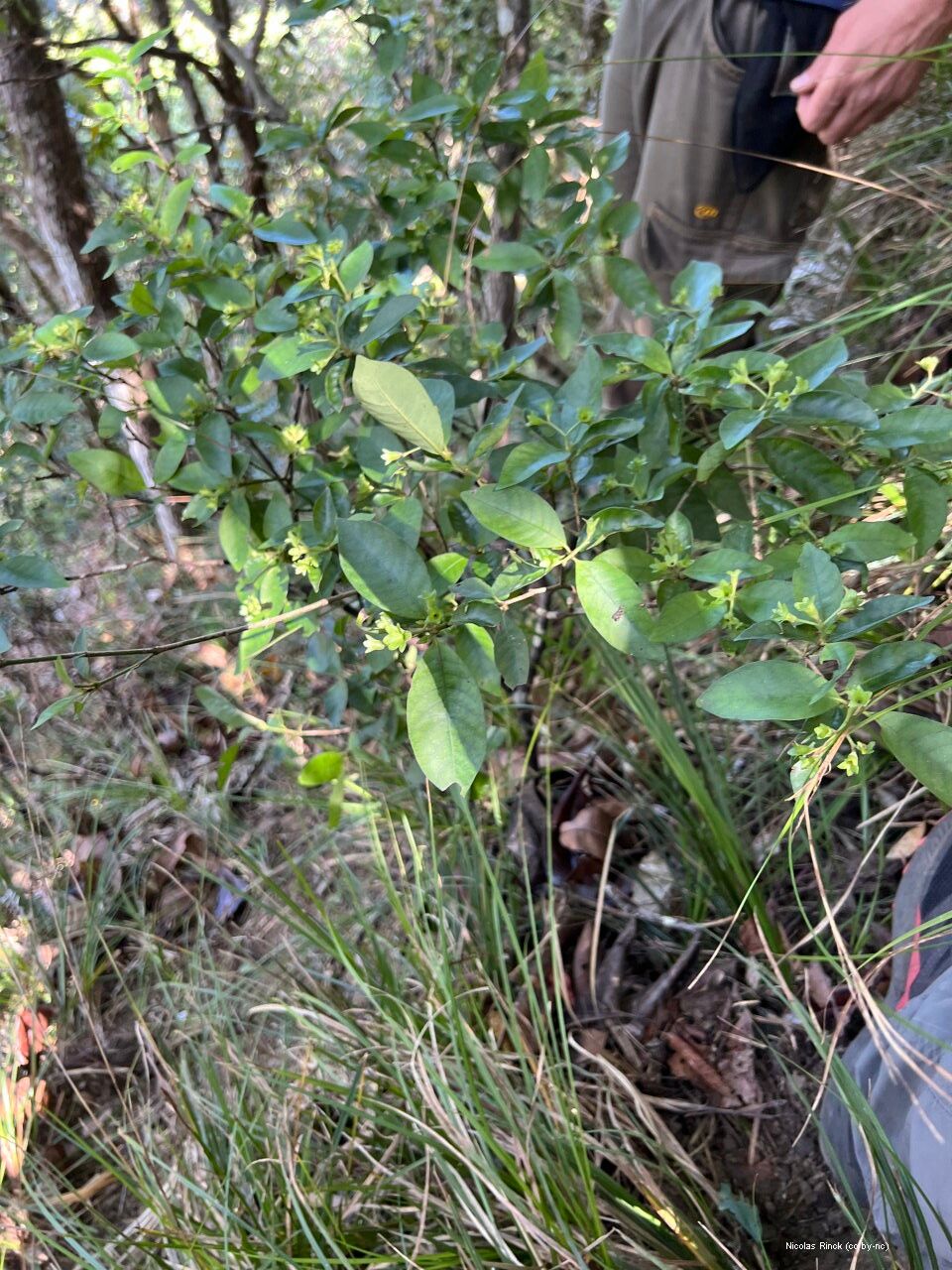 Psychotria nekouana — houseplant care guide