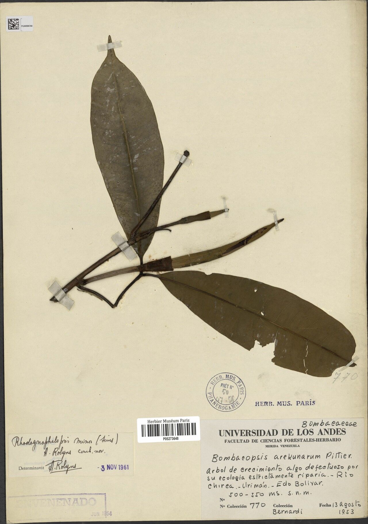 Pachira minor — houseplant care guide