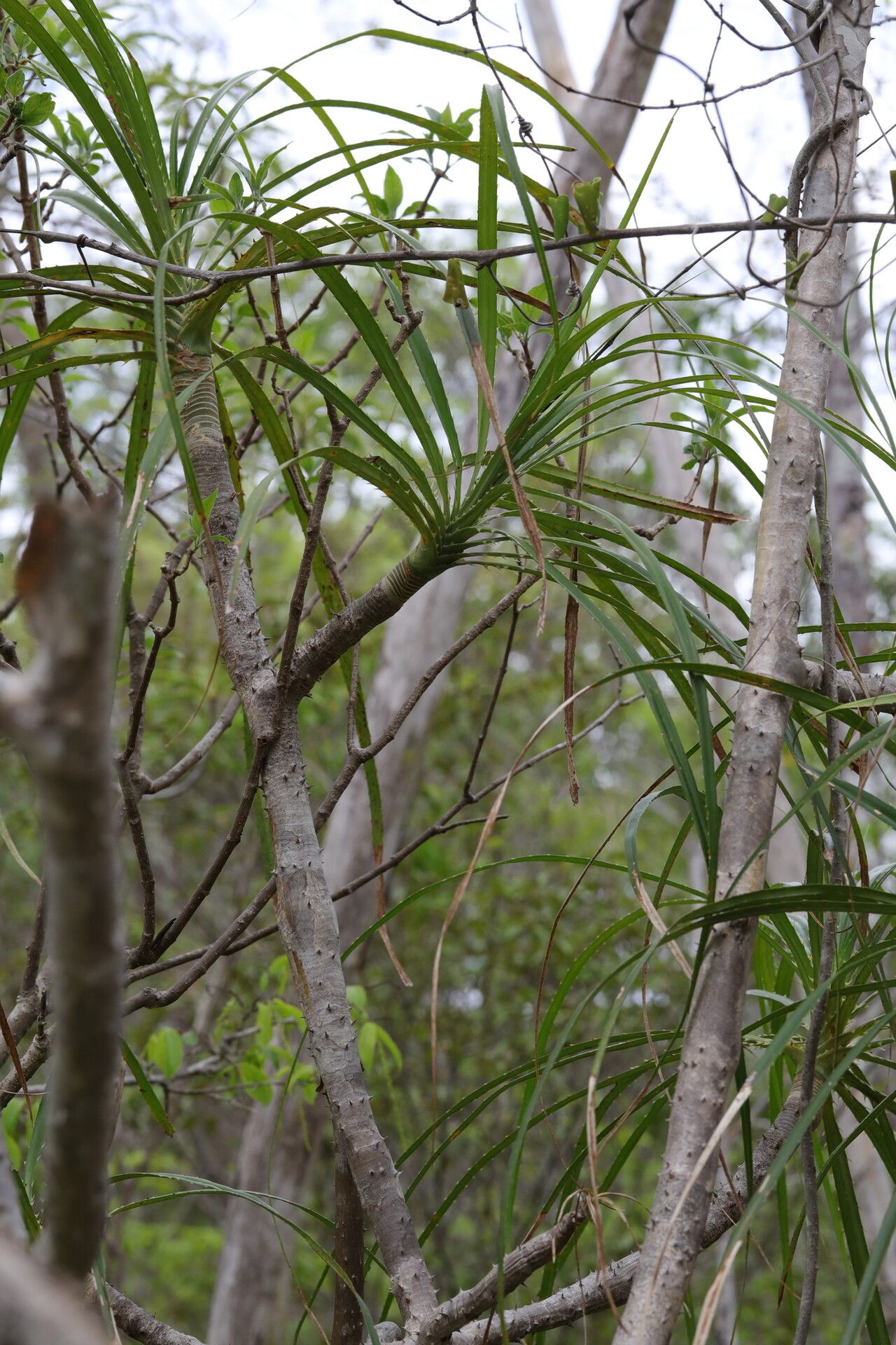 Pandanus oligocarpus — houseplant care guide