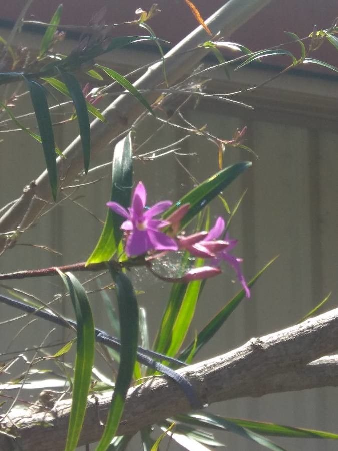 Dimerandra emarginata flower