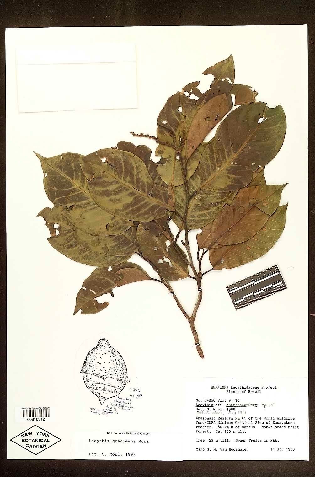 Lecythis gracieana — houseplant care guide