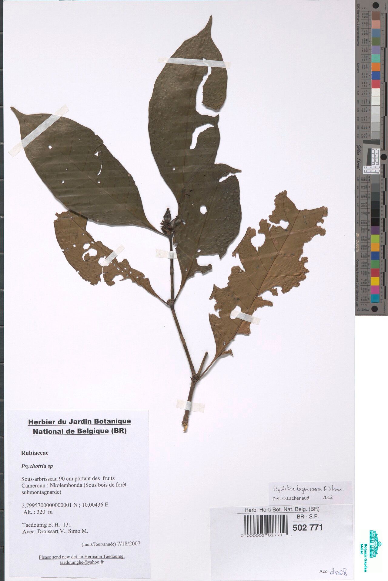 Psychotria fernandopoensis — houseplant care guide