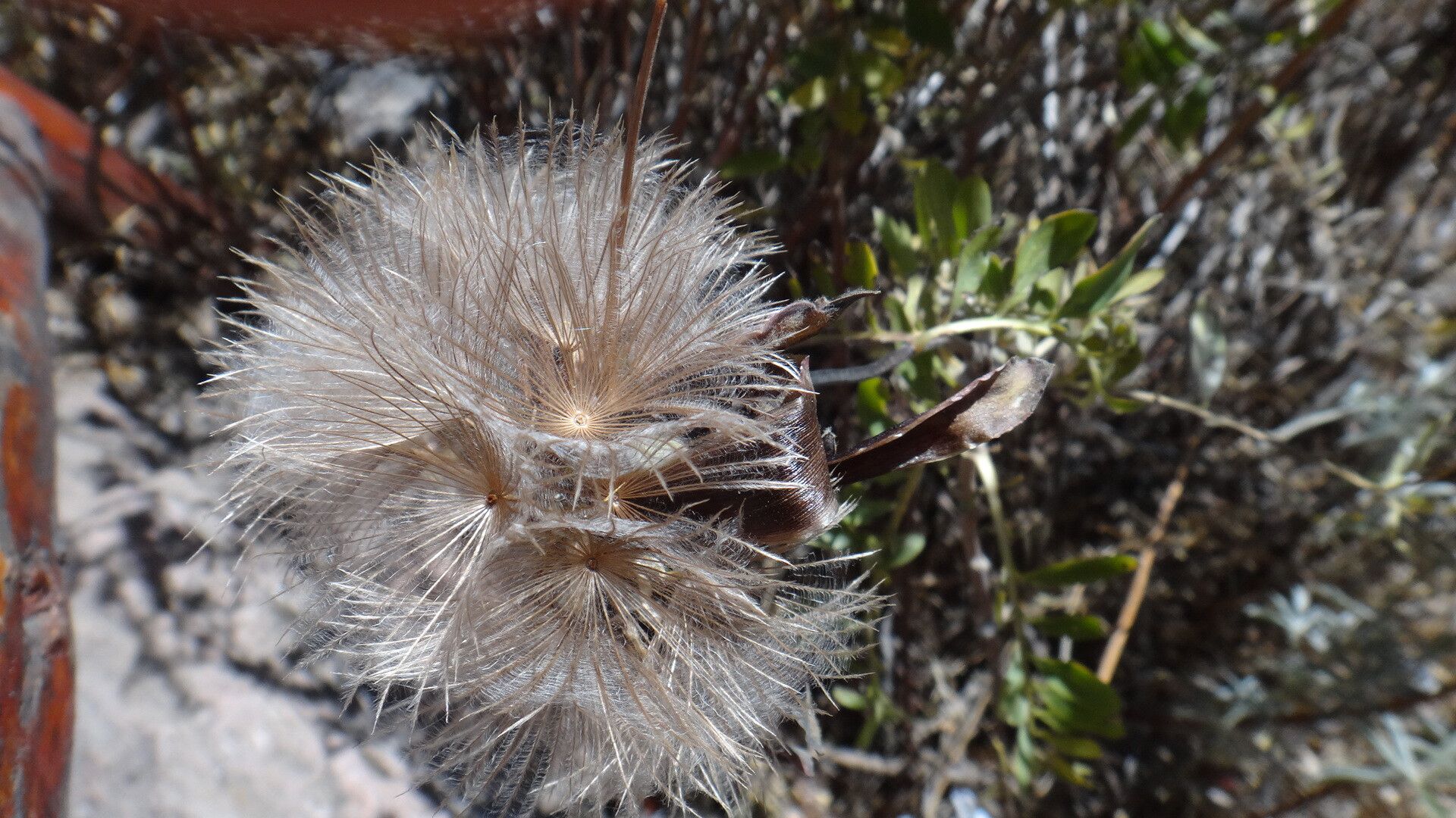 Mutisia acuminata fruit
