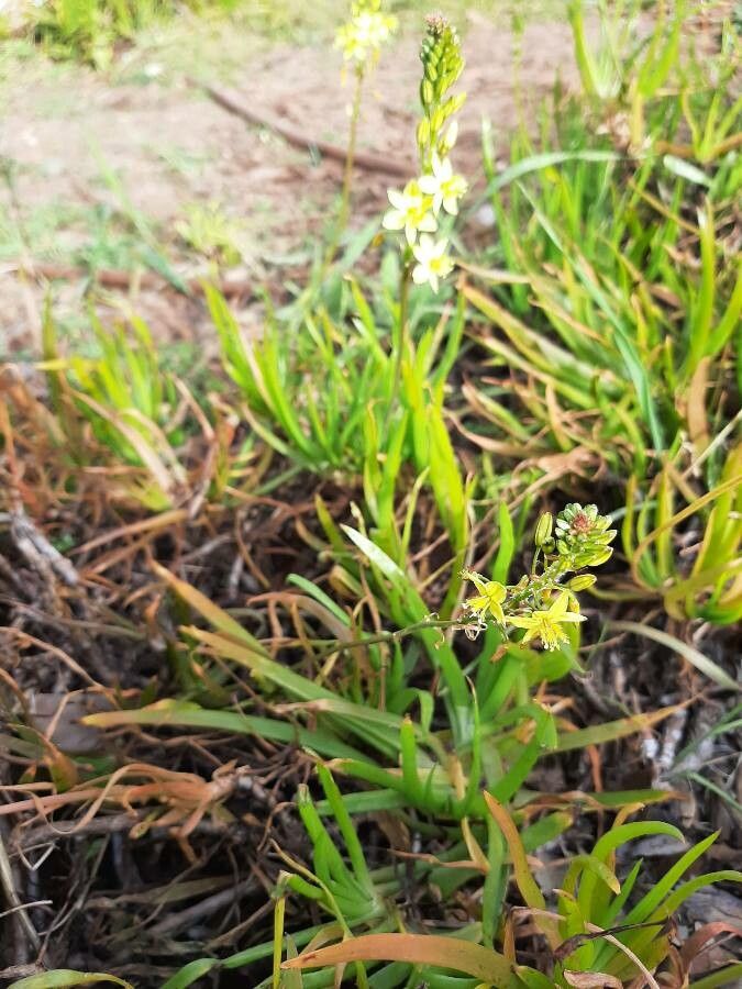 Bulbine bulbosa habit