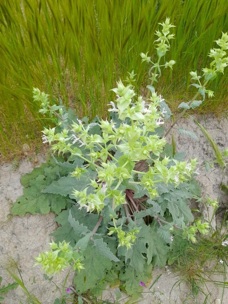 Salvia reuteriana habit