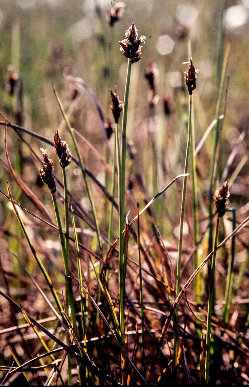 Carex chordorrhiza flower