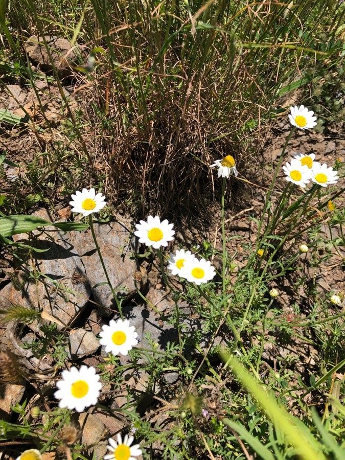 Leucanthemum delarbrei flower