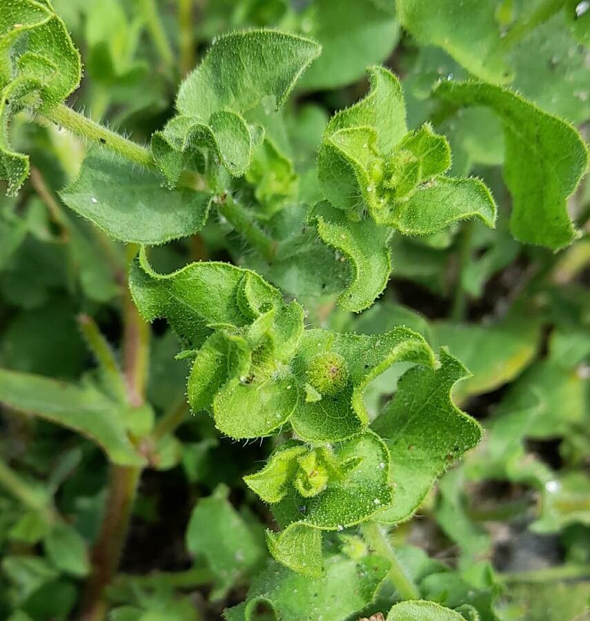 Heterotheca subaxillaris leaf
