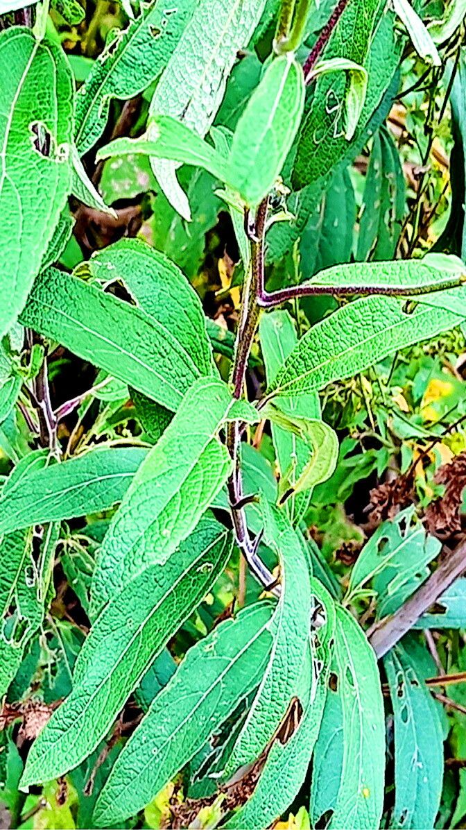 Aldama buddlejiformis — related species from the same genus