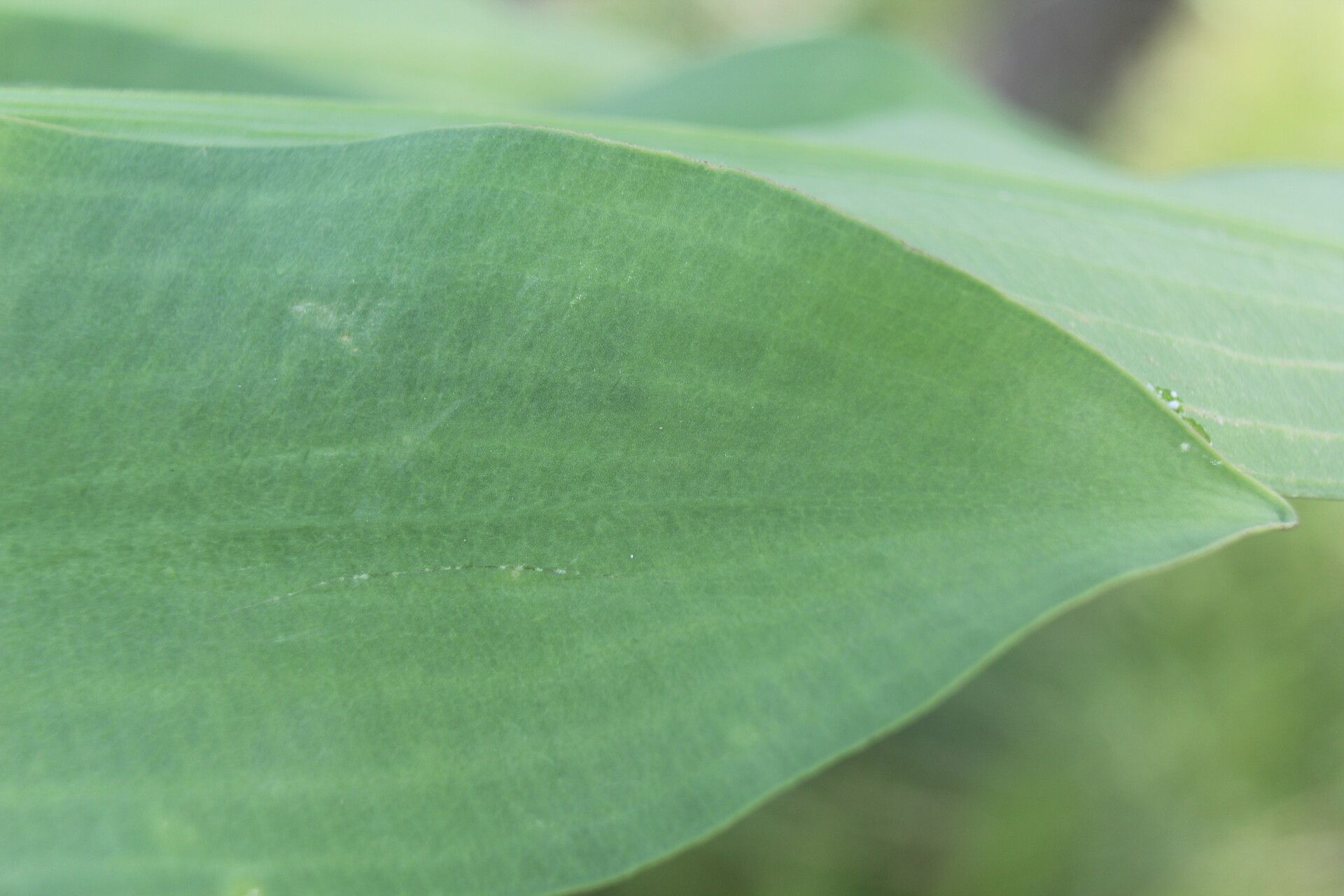 Limnocharis laforestii — related species from the same genus