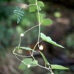 Cardiospermum corindum