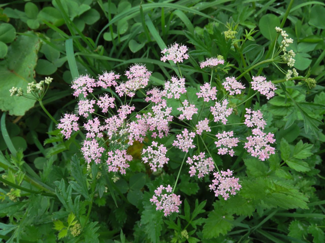 Pimpinella major flower