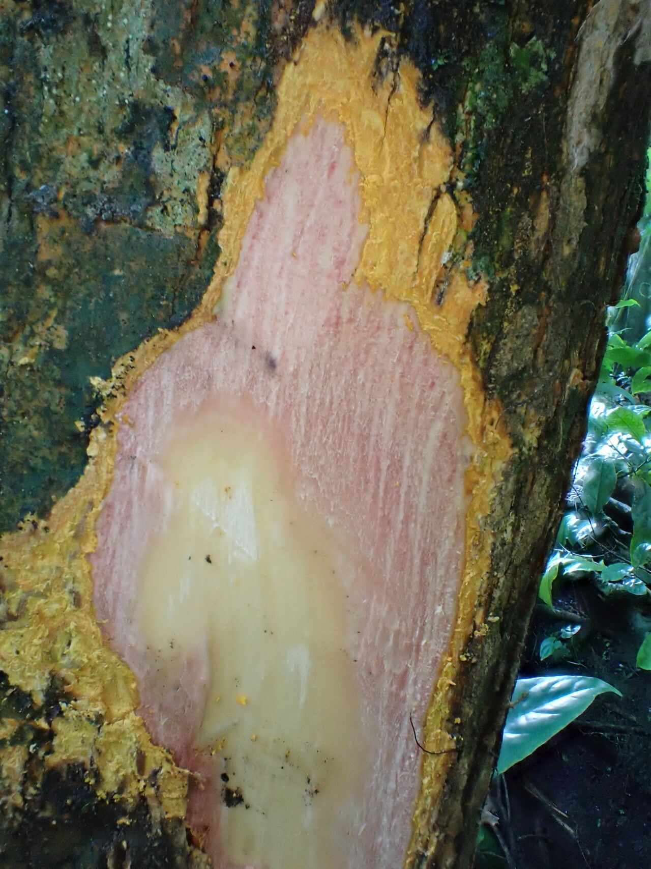 Crossopetalum serrulatum bark