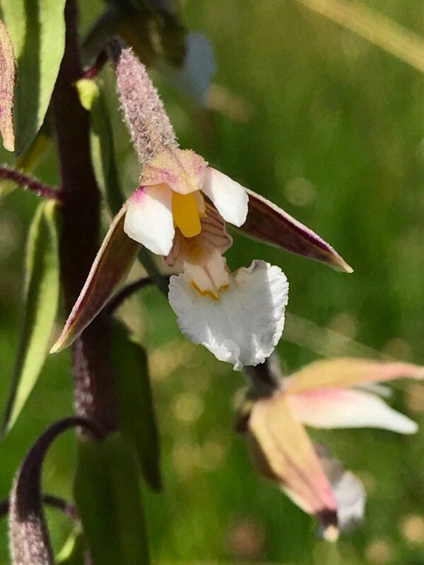 Epipactis palustris flower