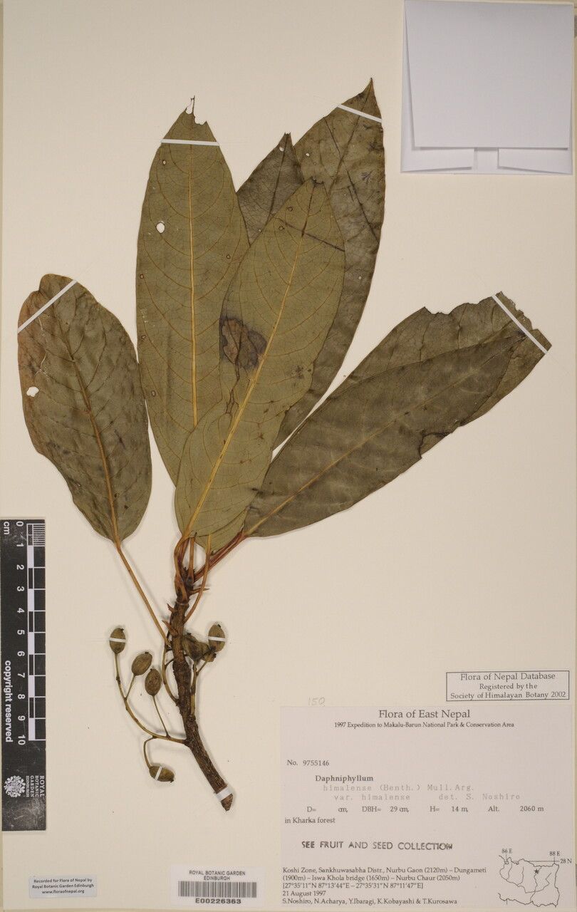 Daphniphyllum himalense other