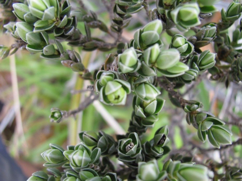 Geniostoma imbricatum fruit