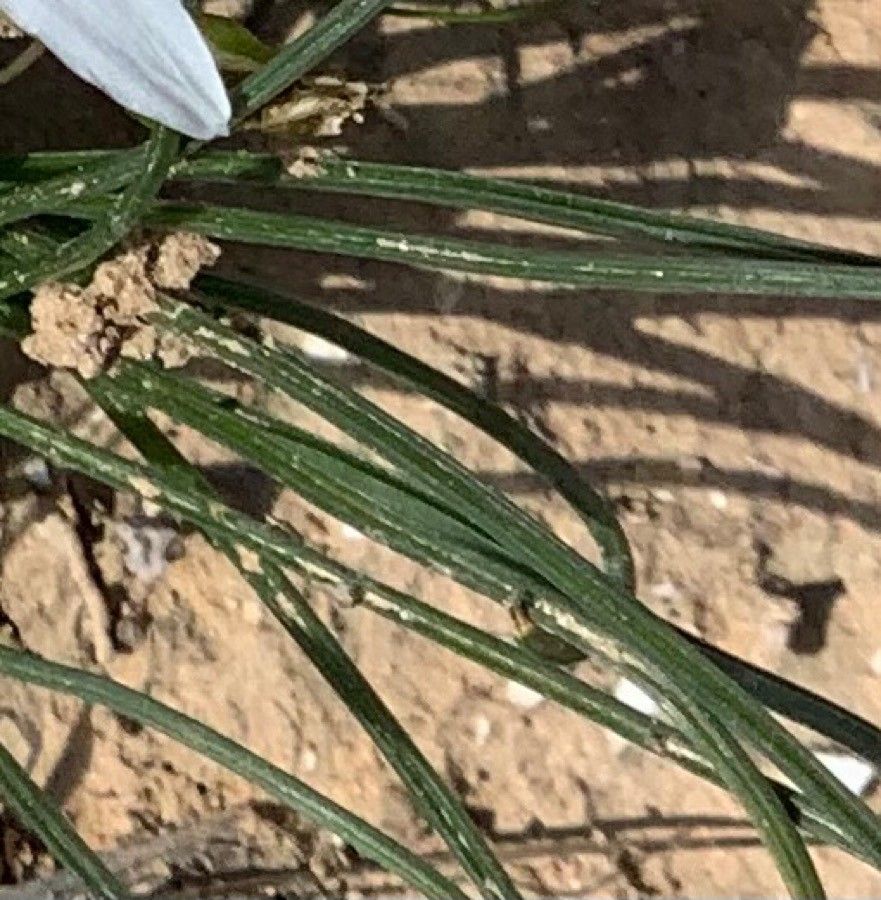 Ornithogalum trichophyllum — search result for 'Ornithogalum'
