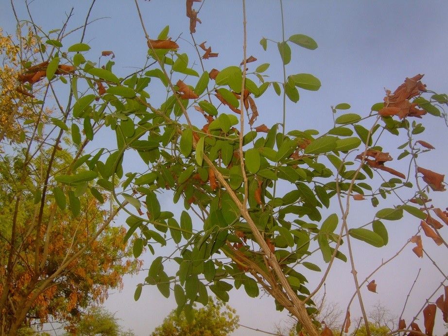 Combretum lecardii — houseplant care guide