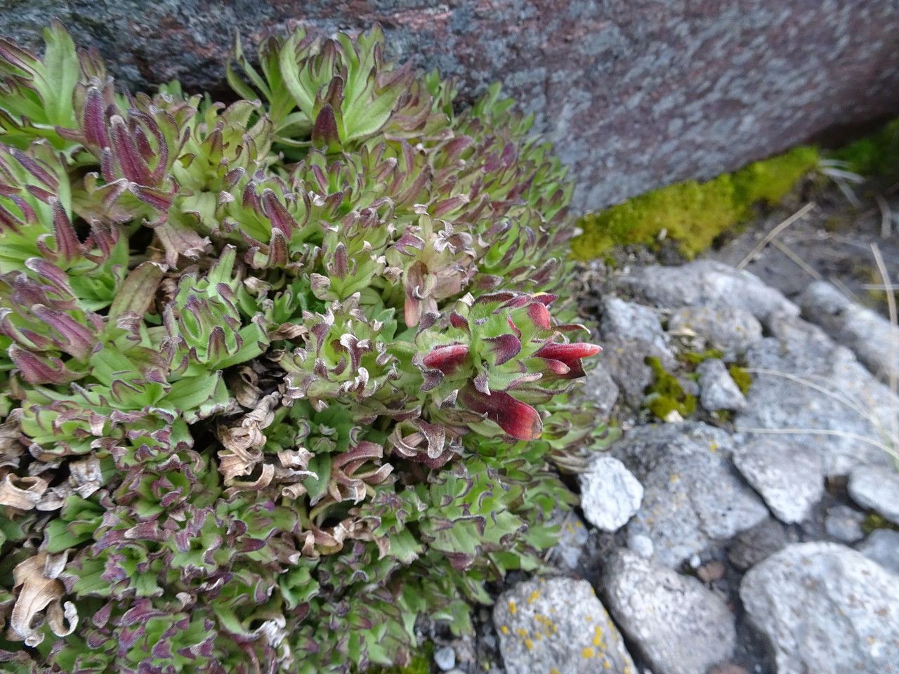 Castilleja toluccensis — houseplant care guide